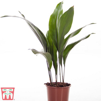 Aspidistra Cast Iron Plant Elatior Houseplant x 1 (12cm Pot) - 6
