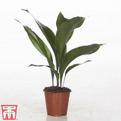 Aspidistra Cast Iron Plant Elatior Houseplant x 1 (12cm Pot) - 7