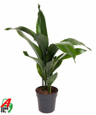 Aspidistra Elatior, 19cm Pot Size, 80cm Tall, Cast-iron plant, Indoor Houseplant