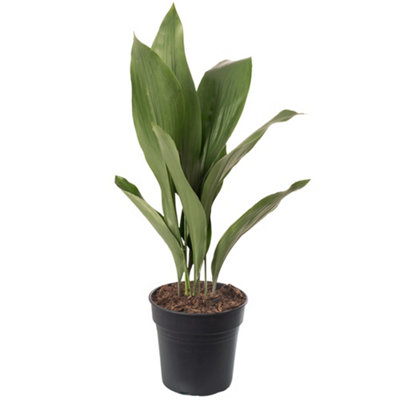 Aspidistra Elatior - Hardy and Low-Maintenance Indoor Plant for ...