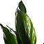 Aspidistra Elatior - Hardy and Low-Maintenance Indoor Plant for Interior Spaces (40-50cm Height Including Pot)