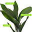 Aspidistra Elatior - Hardy and Low-Maintenance Indoor Plant for Interior Spaces (40-50cm Height Including Pot)