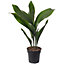 Aspidistra Elatior - Hardy and Low-Maintenance Indoor Plant for Interior Spaces (50-60cm Height Including Pot)