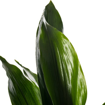 Aspidistra Elatior - Hardy and Low-Maintenance Indoor Plant for Interior Spaces (50-60cm Height Including Pot) - 3