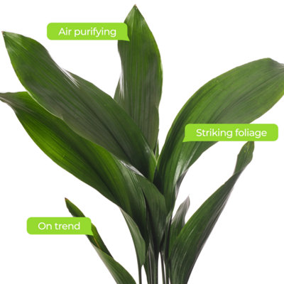 Aspidistra Elatior - Hardy and Low-Maintenance Indoor Plant for Interior Spaces (50-60cm Height Including Pot) - 4