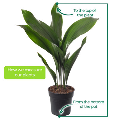 Aspidistra Elatior - Hardy and Low-Maintenance Indoor Plant for Interior Spaces (50-60cm Height Including Pot) - 5