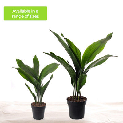 Aspidistra Elatior - Hardy and Low-Maintenance Indoor Plant for Interior Spaces (50-60cm Height Including Pot) - 6