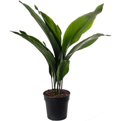 Aspidistra Elatior - Hardy and Low-Maintenance Indoor Plant for Interior Spaces (60-70cm Height Including Pot)