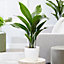 Aspidistra Elatior - Hardy and Low-Maintenance Indoor Plant for Interior Spaces (60-70cm Height Including Pot)
