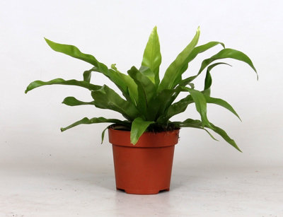 Asplenium Antiquum, 12cm Pot Size, 30cm Tall, Bird's Nest Fern, Indoor Houseplant