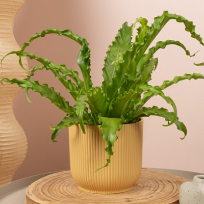 Asplenium Osaka - Evergreen Japanese Bird's Nest Fern Plant Houseplant in  Pot - 12cm pot (20-30cm)