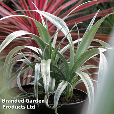 house plant nutrients Organic Indoor Houseplant Plant Food