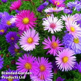 Aster alpinus Mixed 1 Litre Potted Plant x 1