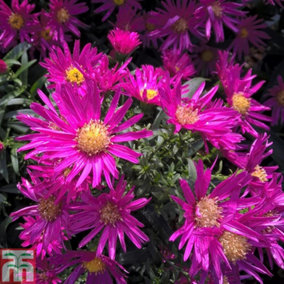 Aster Bahamas 9cm Potted Plant x 1