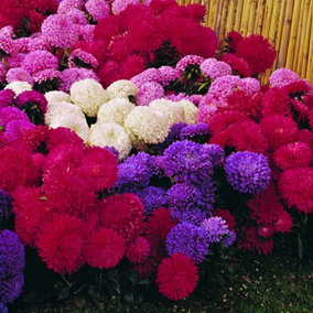 Aster Carpet Ball Mixed 1 Seed Packet (185 Seeds)