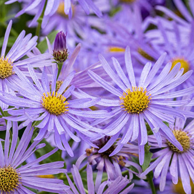 Aster frikartii Monch in a 9cm Pot (Pack of 2)