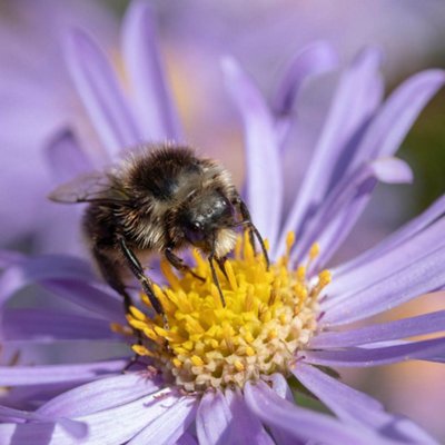 5 Flotteurs Aster Long 15 Grammes - Pêche Au Lancer - Neufs