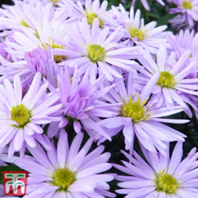 Aster Lady in Blue 1 Litre Potted Plant x 1