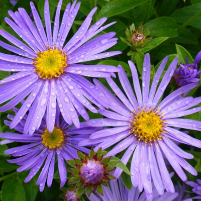flower plants online shopping Buy Toad Lily Plants Online | Tricyrtis Sinonome main image 1