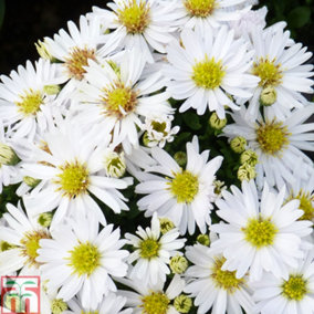 Aster Snow Cushion 1 Litre Potted Plant x 1