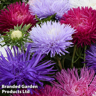 Aster Starlight Mixed 30 Garden Ready Plants