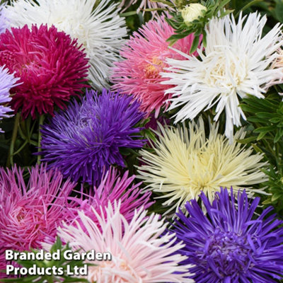 Aster Starlight Mixed 30 Garden Ready Plants - 3