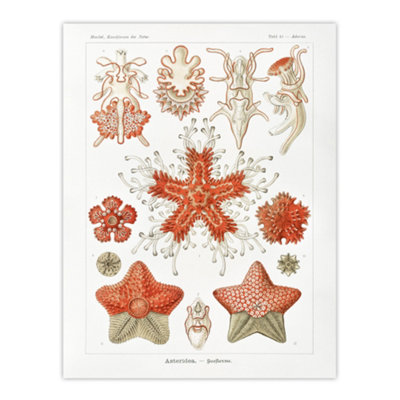 asteroidea-starfish-sea-ocean-haeckel-botanical-wall-art-poster-print