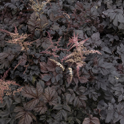 Astilbe Chocolate Shogun - Flowering Perennial Plant, Easy Care, Small Size (10-20cm Height Including Pot)