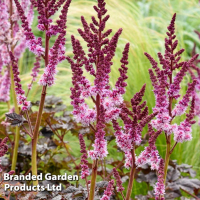 Astilbe Dark Side of the Moon 9cm Potted Plant x 1