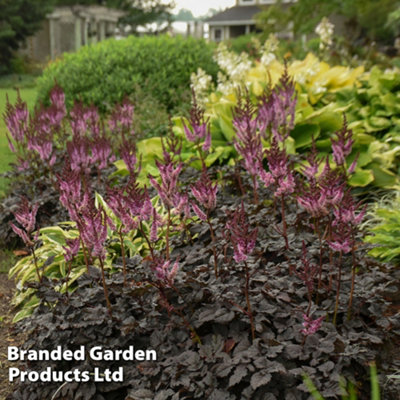 Astilbe Dark Side of the Moon 9cm Potted Plant x 1 - 3