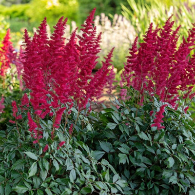 astilbe-fanal-red-flowering-false-goatsbeard-plants-outdoor-garden-ready