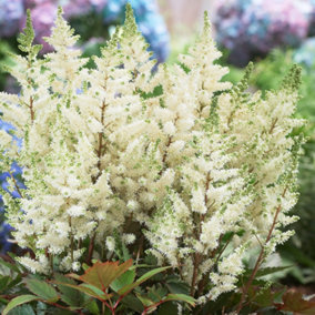 Astilbe Happy Day - White Flowering Perennial, Compact Size (15-30cm Height Including Pot)
