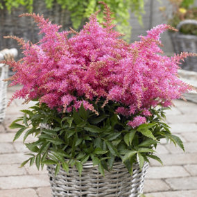 Astilbe Short n Sweet Raspberry Pink - Astilbe, Perennial Plant, Compact Size (15-30cm Height Including Pot)