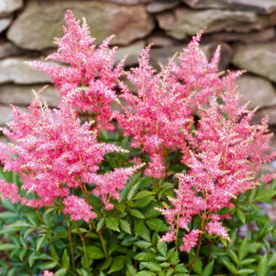 Astilbe Short n Sweet Raspberry Pink - Astilbe, Perennial Plant ...