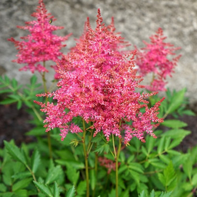 Astilbe Short n Sweet Raspberry Pink - Astilbe, Perennial Plant ...