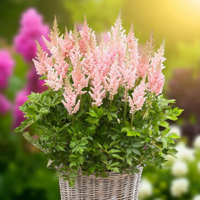 Astilbe Visions In Pink 3 x Bare Root - Soft pink spikes brightening ...