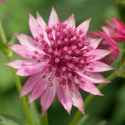 Astrantia Roma 9cm Potted Plant x 1