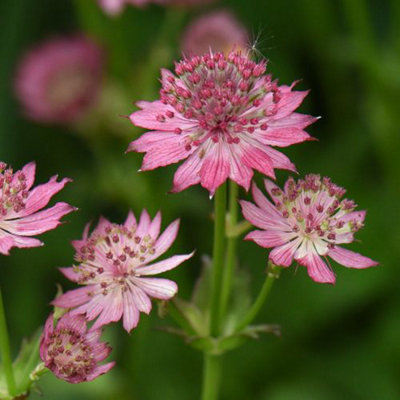 Astrantia Roma 9cm Potted Plant x 1