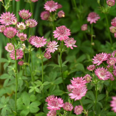 Astrantia Roma 9cm Potted Plant x 1 - 3