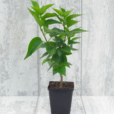Astrantia Roma 9cm Potted Plant x 1 - 4