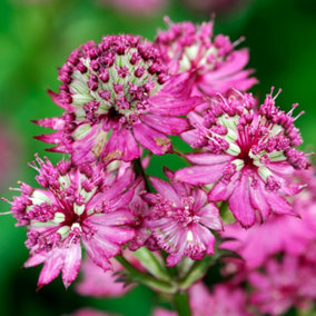 Astrantia Star of Beauty - Pink Flowering Masterwort, Perennial Plant, Compact Size (15-30cm Height Including Pot)