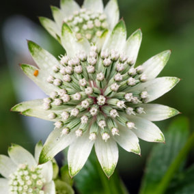 Astrantia Star of Billion - White Flowering Masterwort, Perennial Plant, Compact Size (15-30cm Height Including Pot)