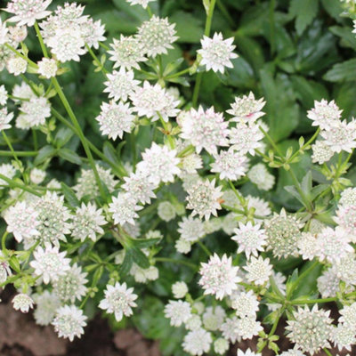 Astrantia Star of Billion - White Flowering Masterwort, Perennial Plant, Moderate Height (30-40cm Height Including Pot)