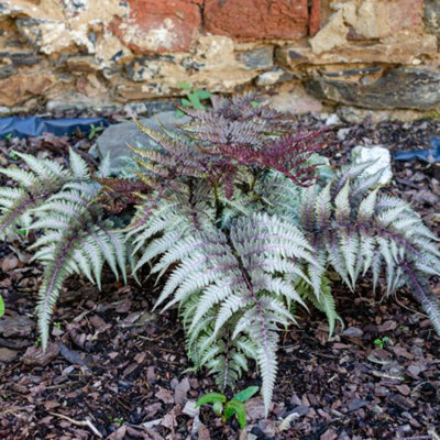 Athyrium niponicum f. metallicum (Japanese Painted Fern) 9cm Pot x 3