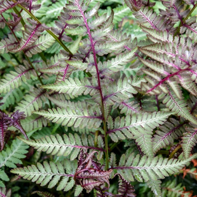 Athyrium Red Beauty - Lady Fern, Deciduous Hardy Plant, Compact Size ...