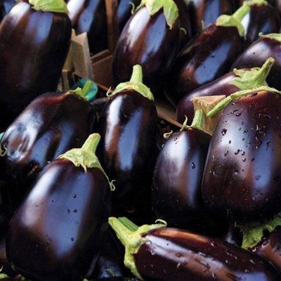 Aubergine Bonica F1 Hybrid 1 Seed Packet (13 Seeds)