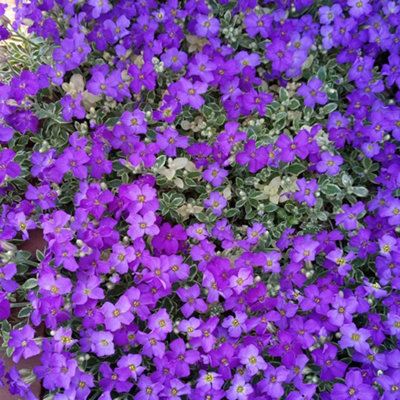 Aubrieta Dr. Mules Variegated 1 Litre Potted Plant x 2