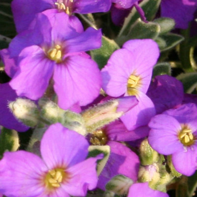 Aubrieta Dr. Mules Variegated 1 Litre Potted Plant x 2