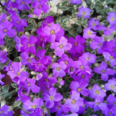 Aubrieta Dr. Mules Variegated 1 Litre Potted Plant x 2
