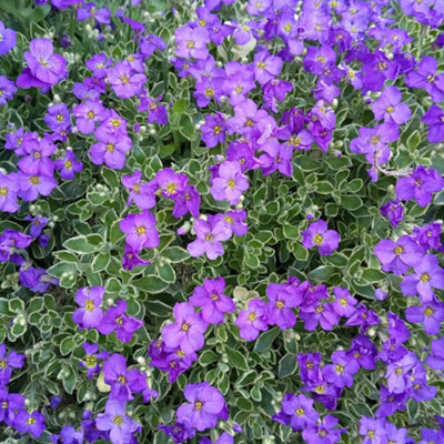 Aubrieta Dr. Mules Variegated 1 Litre Potted Plant x 2